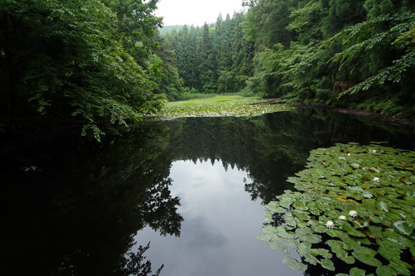 沼の写真2枚。水面に睡蓮や水草が繁茂し周囲を木立が囲む薄暗い沼。水面に空が映り込む 