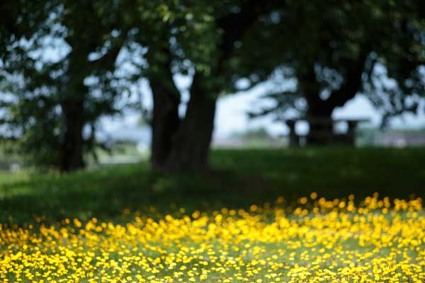 合成用背景素材 黄色い花と木立 初夏 夏 フリー画像2枚 無料写真素材 花ざかりの森