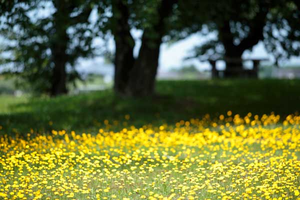 合成用背景素材 黄色い花と木立 初夏 夏 フリー画像2枚 無料写真素材 花ざかりの森