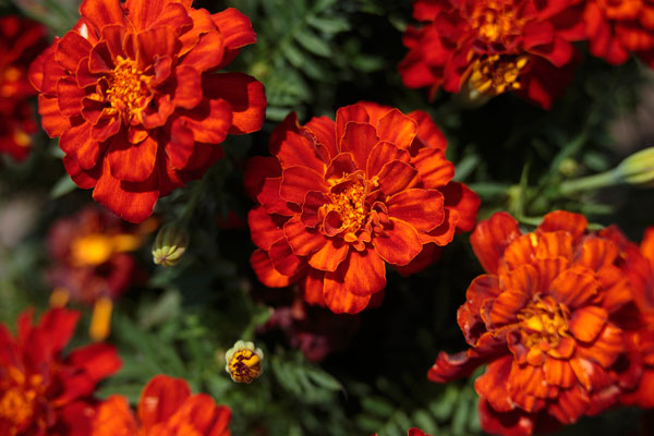 マリーゴールドの花 紅色 無料画像3枚 無料写真素材 花ざかりの森
