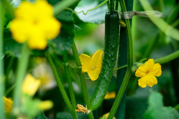 瑞々しく緑鮮やかに育つキュウリの果実。 寄りの画像・周囲を囲む黄色い花、葉。背後はアウトフォーカス。