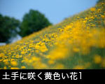土手の傾斜で咲く黄色い花1
