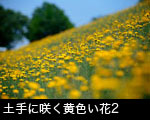 土手の傾斜で咲く黄色い花2