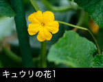 きゅうりの花1