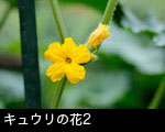 きゅうりの花2
