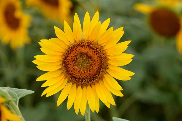 曇り日の柔らかい日差しで撮影した一輪の アップ画像、花の切り抜き素材として、多用途デザイン素材