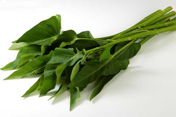 空芯菜（エンツァイ）の写真。白い背景に一束おいて撮影1カット