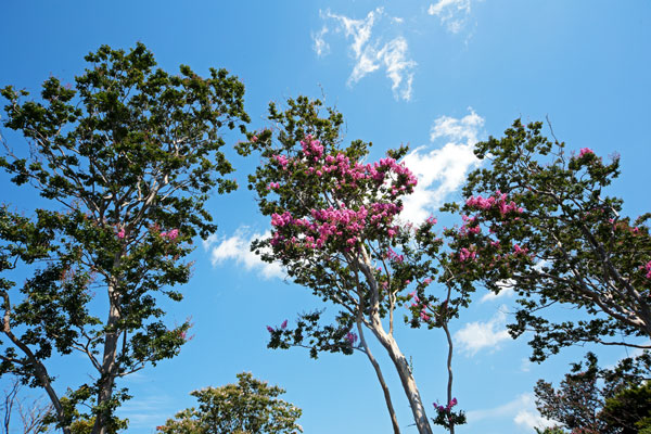 雲が遊ぶ夏の青空を背景に3本のサルスベリの木・ピンクの花、下から仰ぎ見るアングル・夏の花木