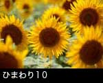 ひまわりの花10