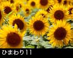 ひまわりの花11