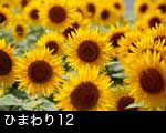 ひまわりの花12
