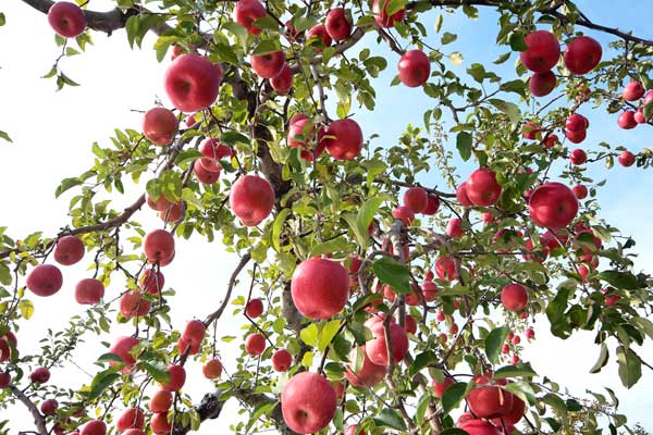 たくさんの赤い果実が実る木を下から見上げるアングルで撮影1カット