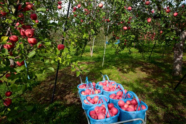 たくさんのリンゴの果実が実った木の下に、収穫した赤いリンゴが青いかごに入れて置かれている画像。