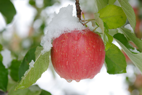 雪を頭にのせて枝にぶら下がる赤いリンゴのアップ画像。初雪が早い年のりんご園