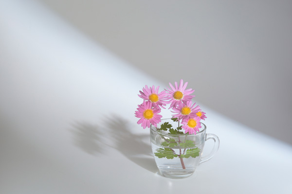 花と影 窓からの光と影 花イメージ 無料画像3枚 無料写真素材 花ざかりの森