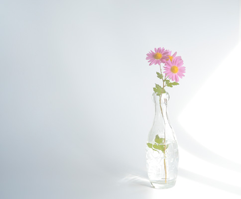 透明な小瓶に差したピンクの小菊、画像。白い背景に窓から差し込む光と影、霞がかった柔らかな描写