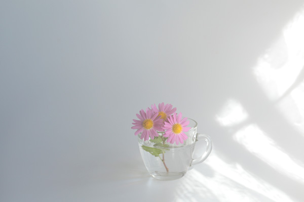 花と影 窓からの光と影 花イメージ 無料画像3枚 無料写真素材 花ざかりの森