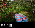 リンゴ 果樹園