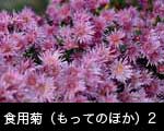 食用菊（もってのほか）2