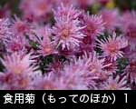 食用菊（もってのほか）1