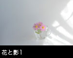 花イメージ 光と影1