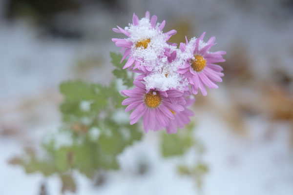 初雪がピンクの小菊に冠雪している画像2カッと。花にピントを合わせ葉、背後はアウトフォーカスにして1カット