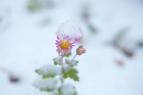 "ピンクの小菊にふんわりと初雪が積もっている画像。花にピントを合わせ、背後は白い雪面