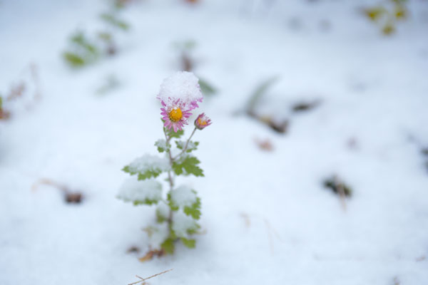 ピンクの小菊にふんわりと初雪が積もっている画像。花にピントを合わせ、背後は白い雪面。引のバリエーション1カット。清涼イメージ・初雪イメージ。