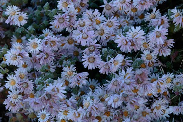 凍てついた小菊の一群・バリエーション。凛とした朝の空気感・花の写真素材