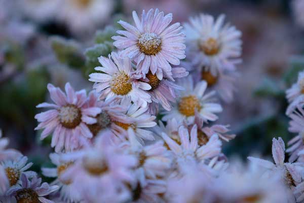 初冬の朝、初霜が降りて凍てついた小菊の花3点