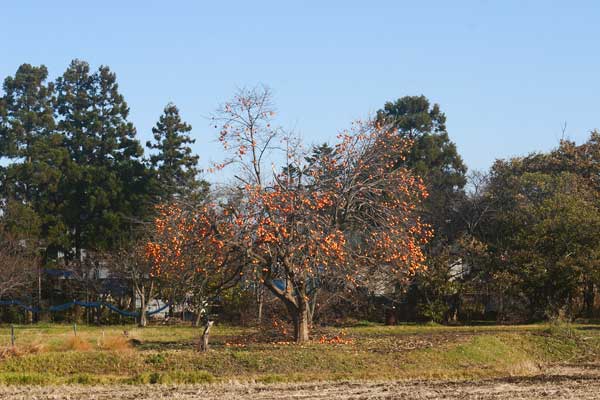 小春日和の村はずれ。収穫されず果実が残っている1本の柿の木。青い空