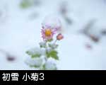 小菊の花に初雪が積もった画像3