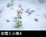 小菊の花に初雪が積もった画像4