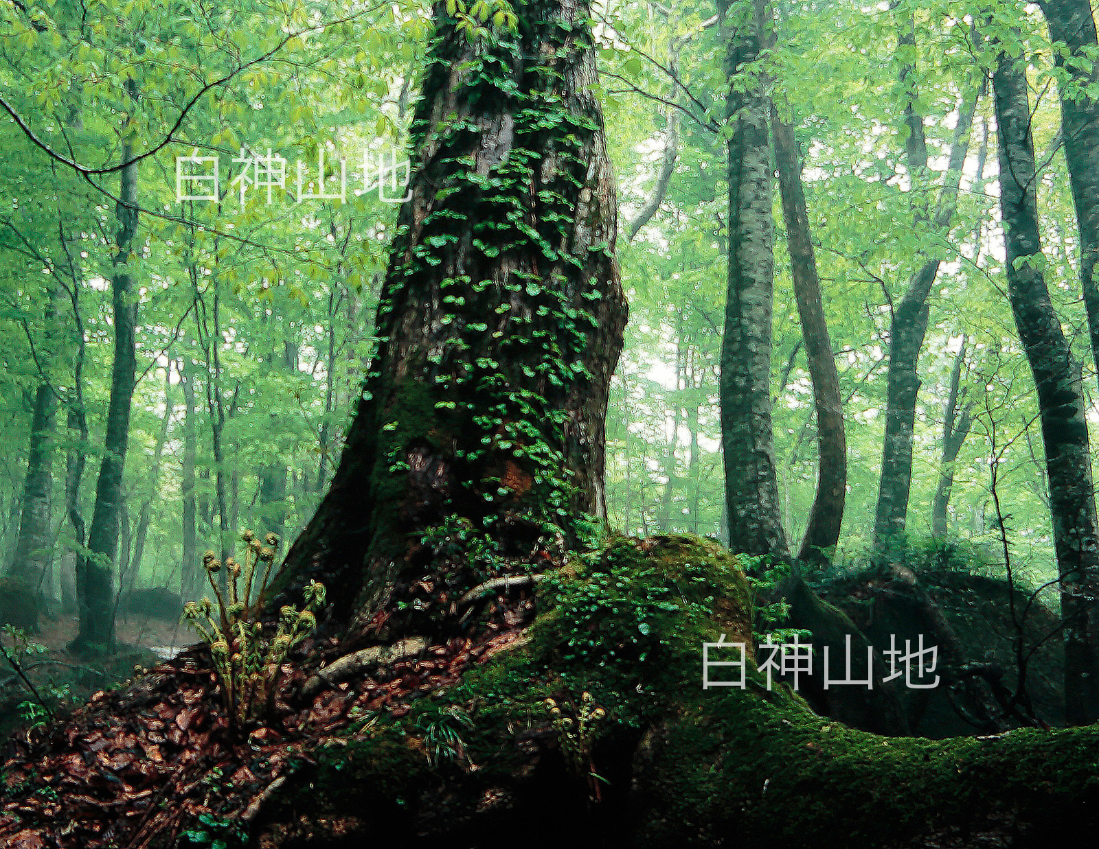 世界自然遺産「白神山地」蔦が絡む新緑ブナの巨木と太い根　5月　p2s068