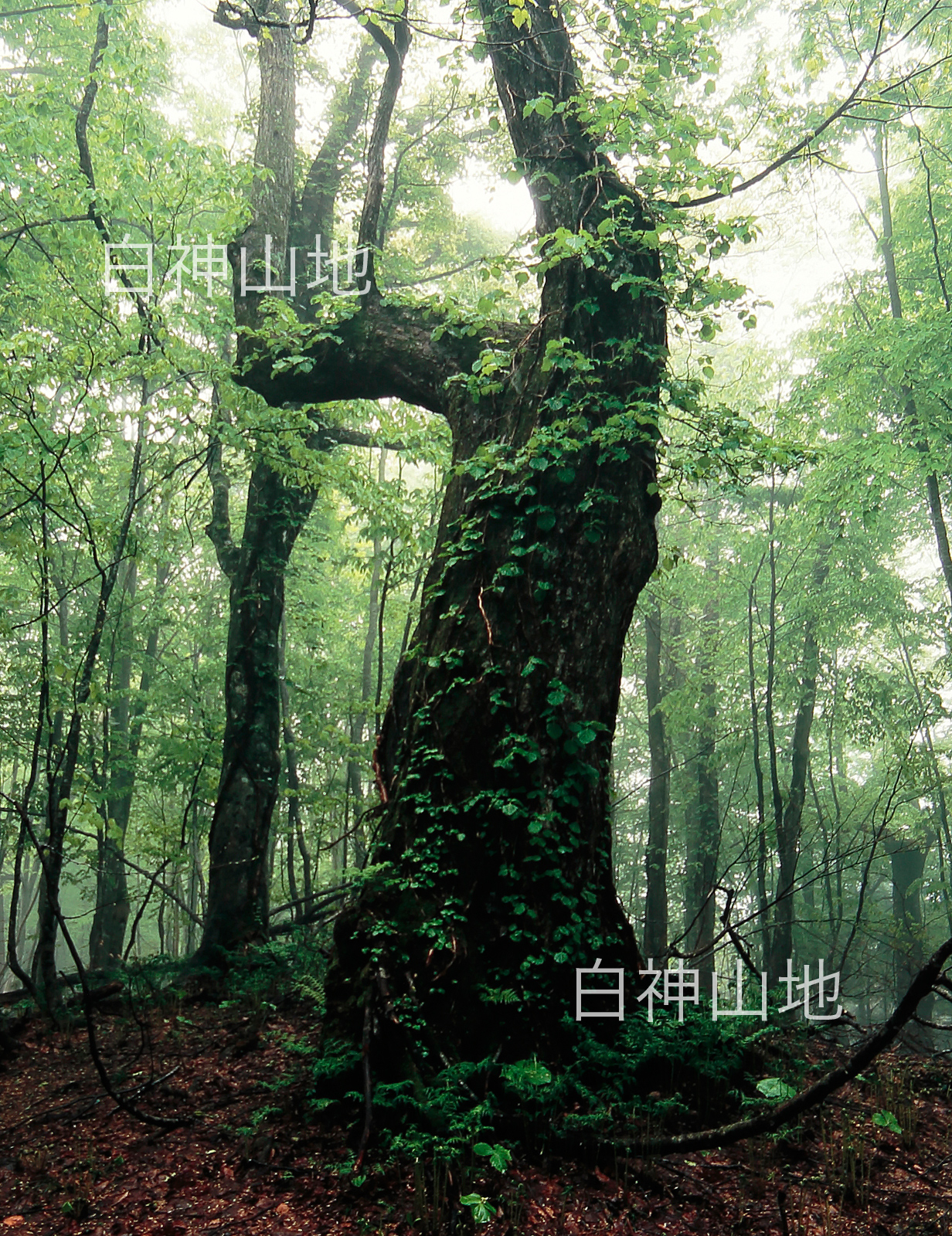 世界自然遺産「白神山地」蔦がからむ新緑のブナ大木　5月　p2s070