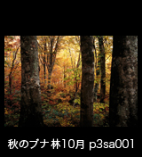 世界自然遺産「白神山地」 ブナ林の紅葉 黄葉　10月 p3sa001