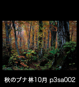 世界自然遺産「白神山地」 ブナ原生林の紅葉 黄葉　10月　p3sa002