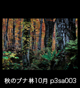 世界自然遺産「白神山地」 ブナ原生林の紅葉 黄葉　大木　10月　p3sa003