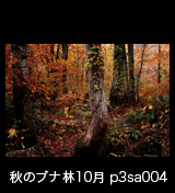世界自然遺産「白神山地」 ブナ原生林の紅葉 黄葉　10月　p3sa004