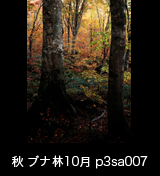 世界自然遺産「白神山地」 ブナ原生林の 紅葉 黄葉　縦の画像　10月　p3sa007　