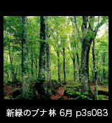 世界自然遺産「白神山地」新緑深まるブナ原生林6月　p3s083