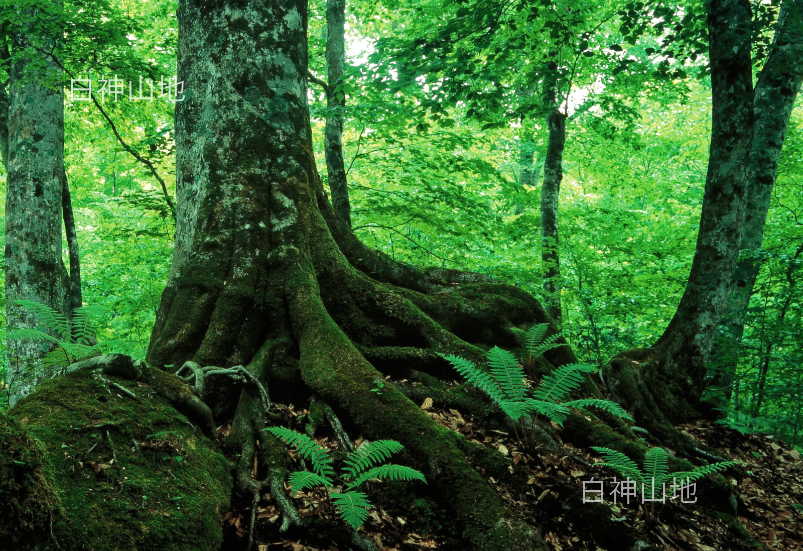 世界自然遺産「白神山地」ブナ大木 岩を抱く木根　6月　p3aa002