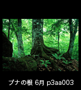 世界自然遺産「白神山地」ブナ大木 岩を抱く木根　6月　p3aa003
