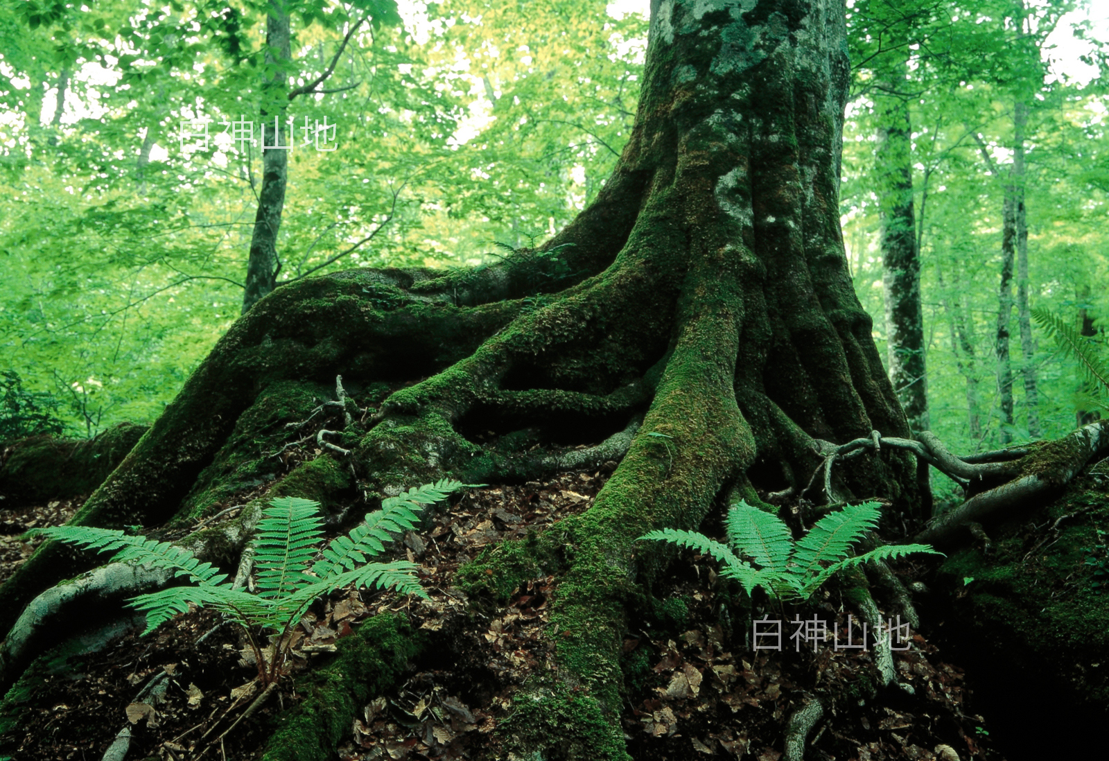 世界自然遺産「白神山地」 新緑のブナ林 岩を抱える巨大なブナの根 p3aa004