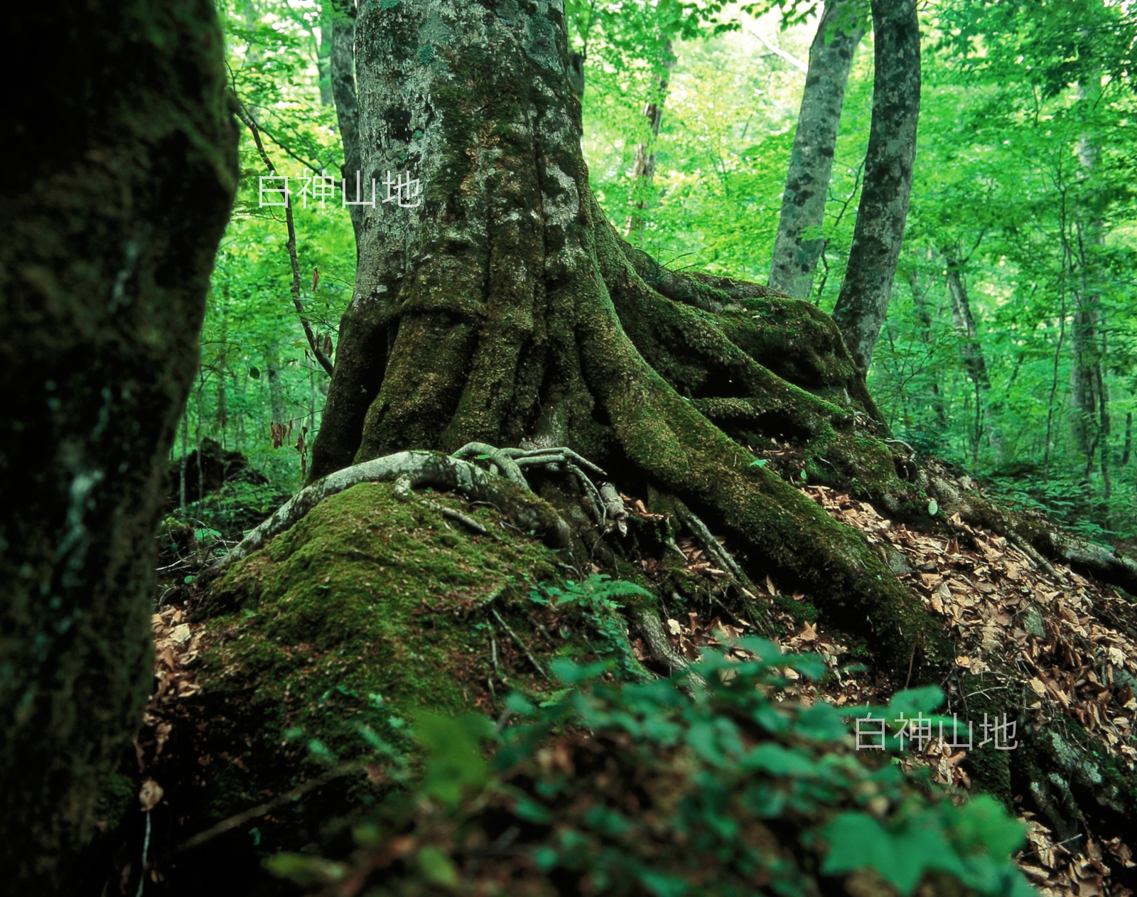 世界自然遺産「白神山地」 新緑のブナ林 岩を抱える巨大なブナの根　6月 p3aa005