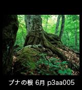 世界自然遺産「白神山地」 新緑のブナ林 岩を抱える巨大なブナの根 p3aa005