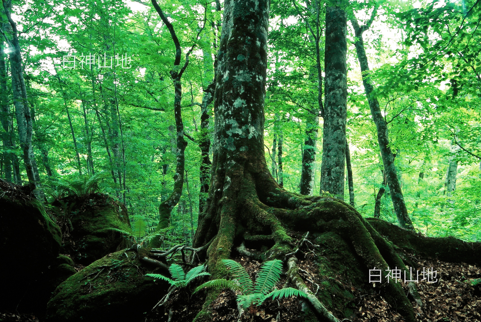 世界自然遺産「白神山地」 新緑の森林 ブナの大木　6月 p3aa006