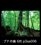 世界自然遺産「白神山地」 新緑の森林 ブナの大木　6月 p3aa006