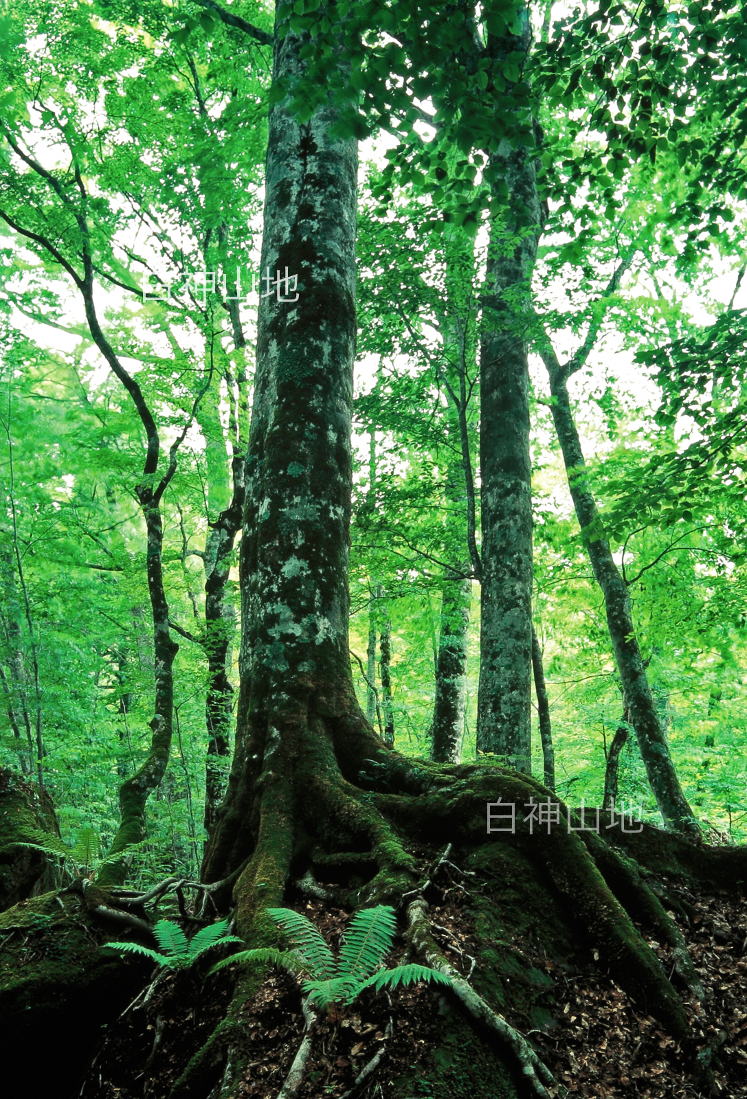世界自然遺産「白神山地」 新緑の森林 ブナの大木　6月 縦 p3aa007