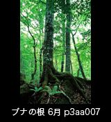 世界自然遺産「白神山地」 新緑の森林 ブナの大木　6月 縦 p3aa007